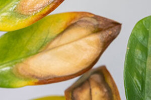 southland-alibi-)-green-thumb-400991