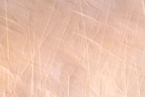 Abstract Nature Motion of Reeds in the Wind